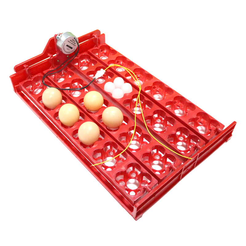 Hunting Quail - 24 telur/96 baki penetas telur puyuh,
